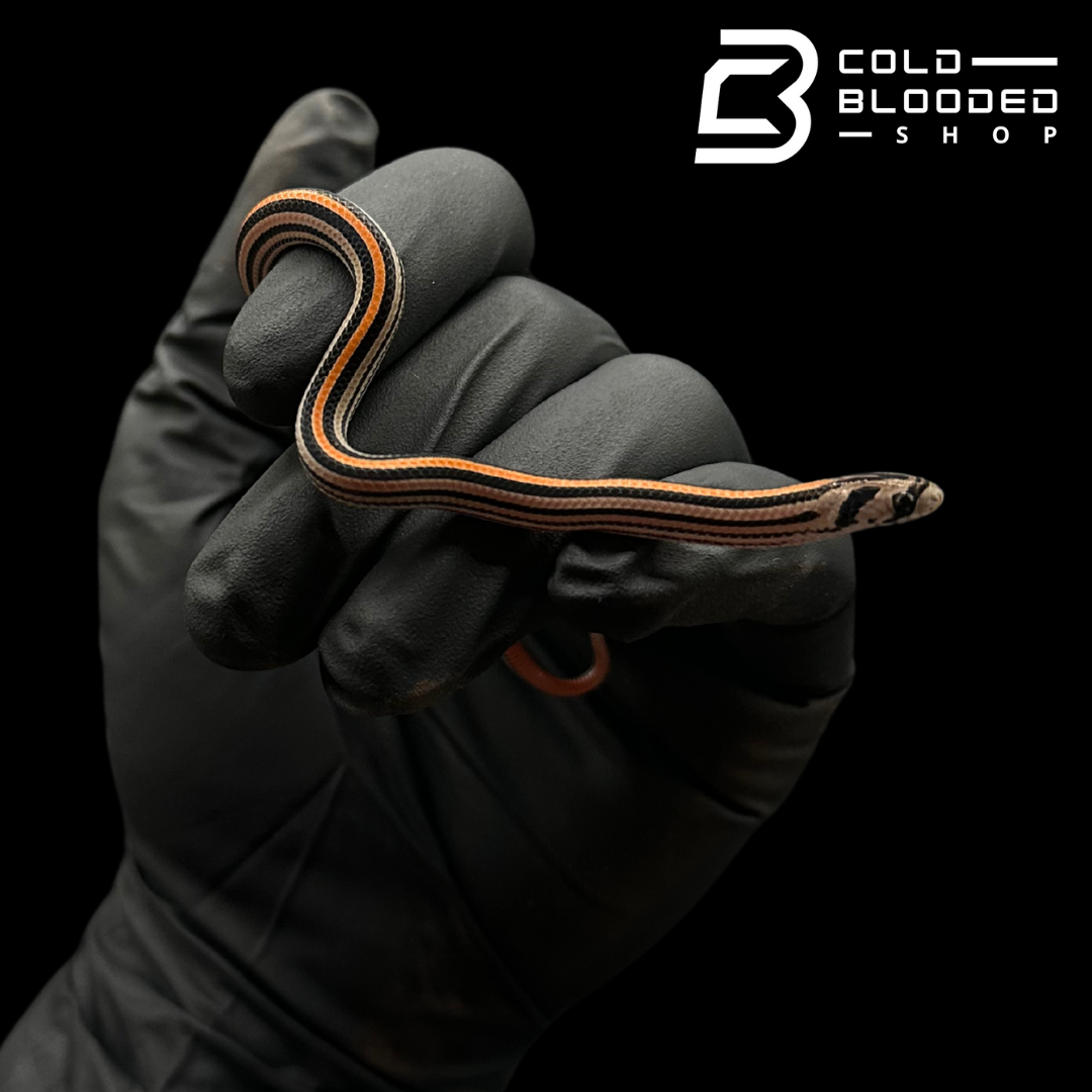 Stripe Kukri Snakes - Oligodon oktolineatus