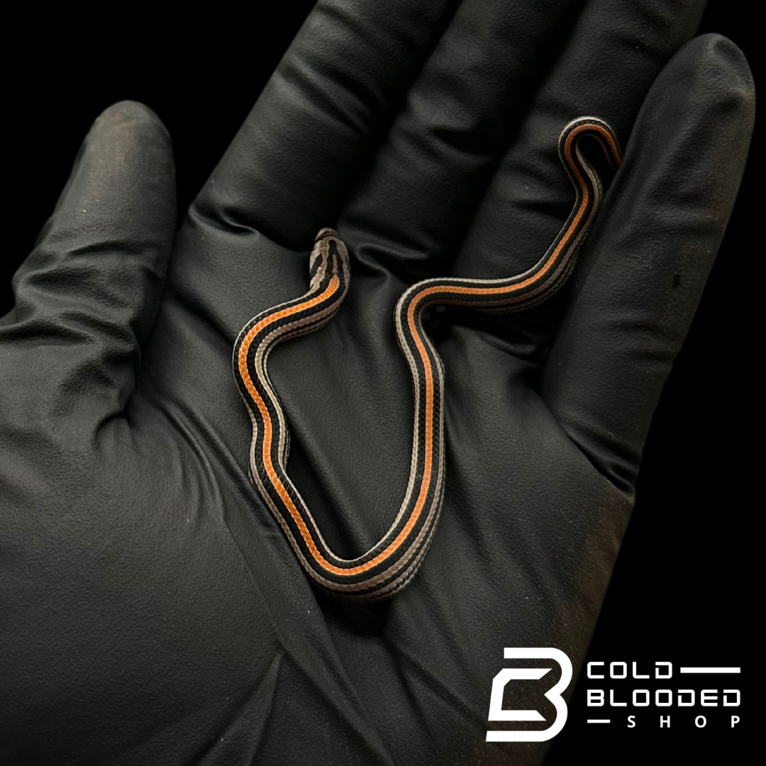 Stripe Kukri Snakes - Oligodon oktolineatus