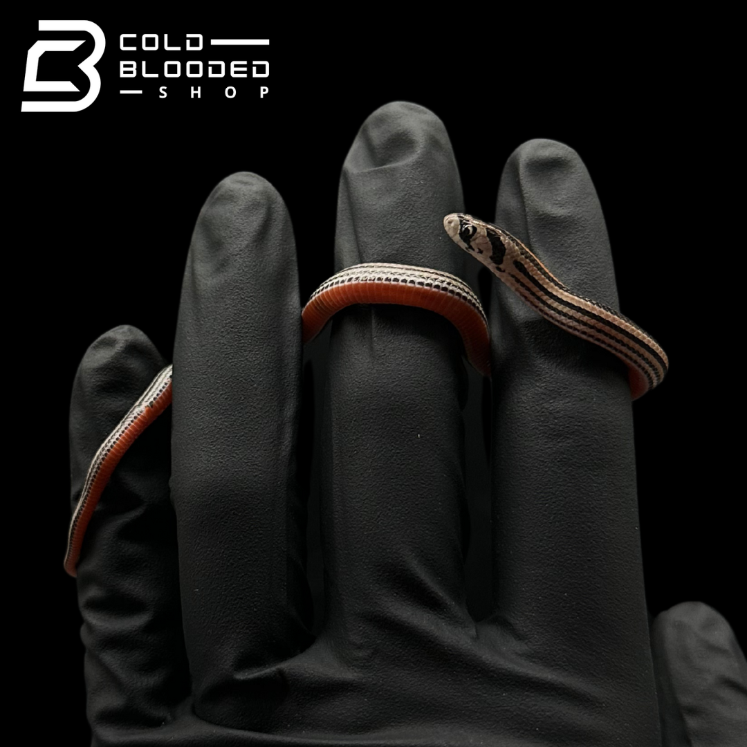 Stripe Kukri Snakes - Oligodon oktolineatus