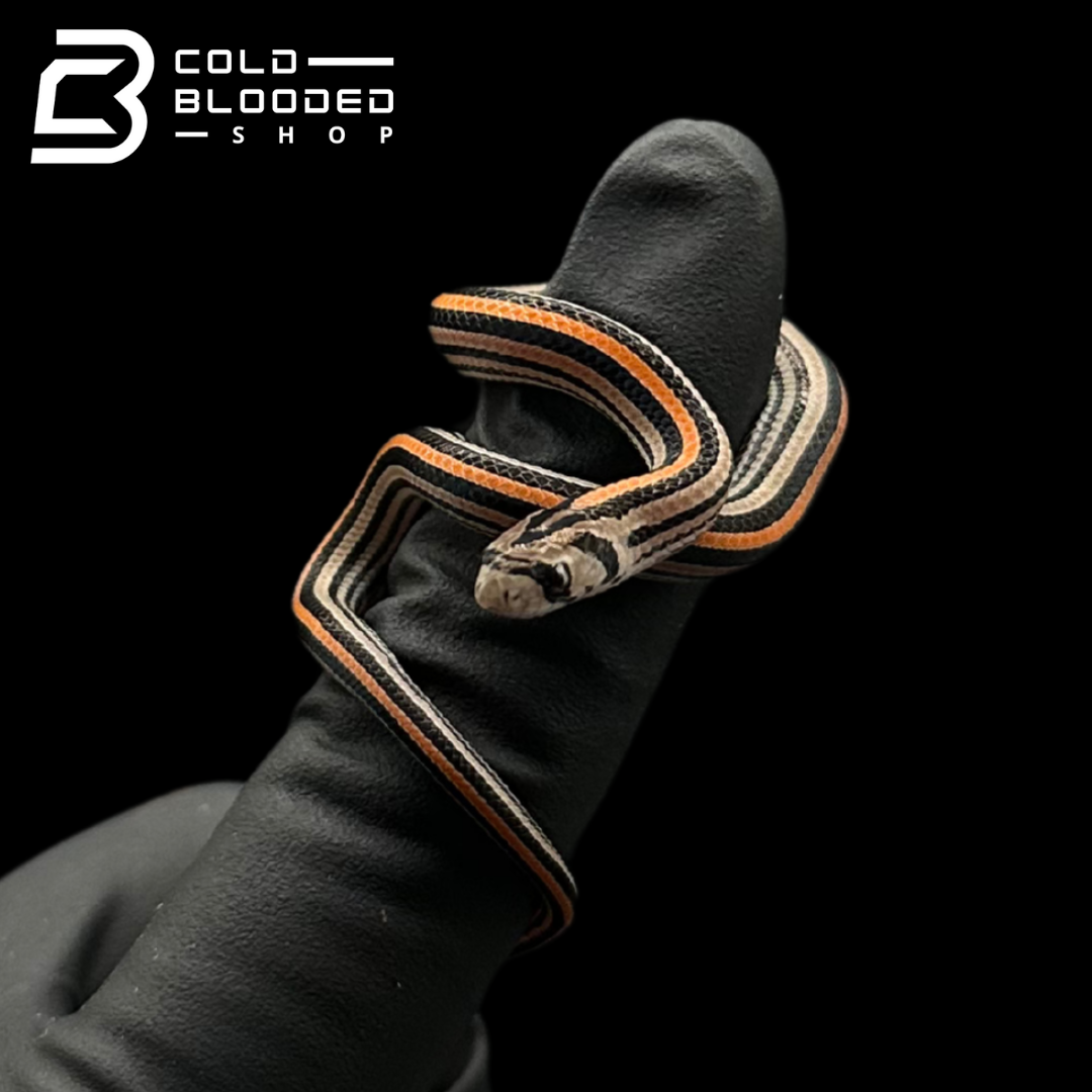 Stripe Kukri Snakes - Oligodon oktolineatus