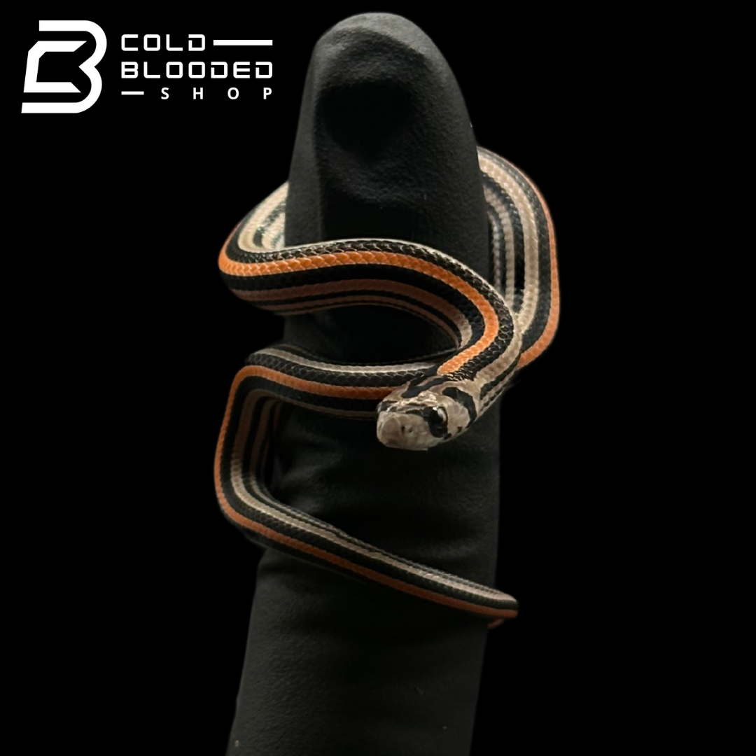 Stripe Kukri Snakes - Oligodon oktolineatus