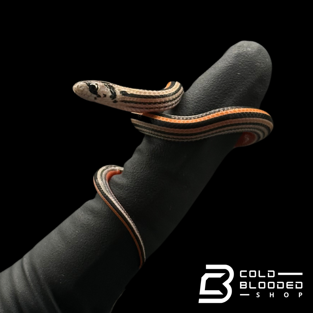 Stripe Kukri Snakes - Oligodon oktolineatus