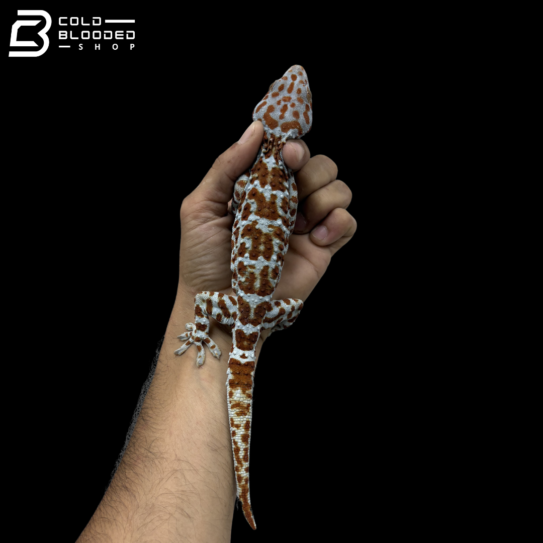 Adult Special Tokay Gecko - Gekko gecko