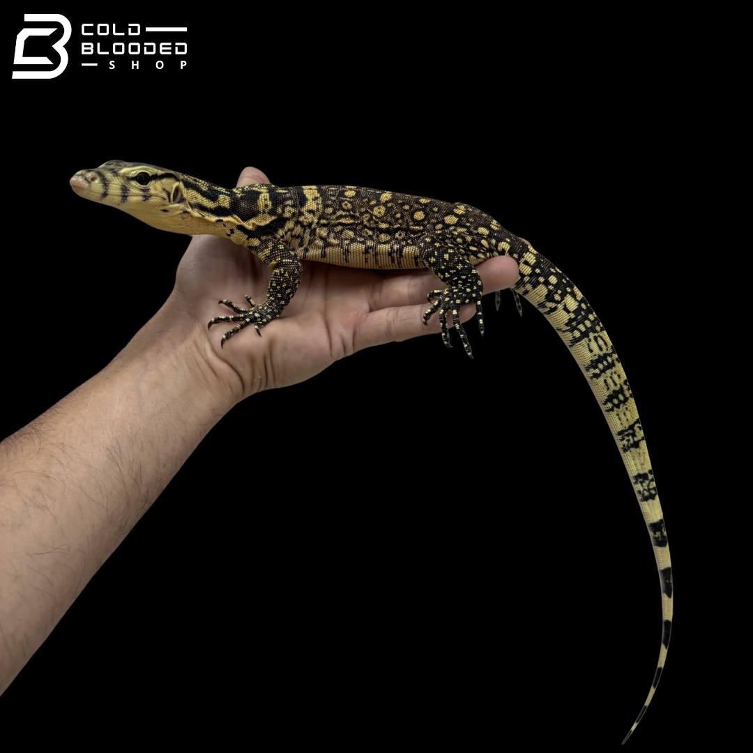Sumbawa Water Monitor - Varanus Salvator