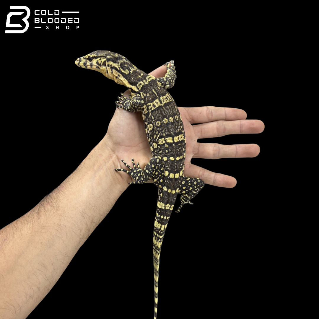Sumbawa Water Monitor - Varanus Salvator