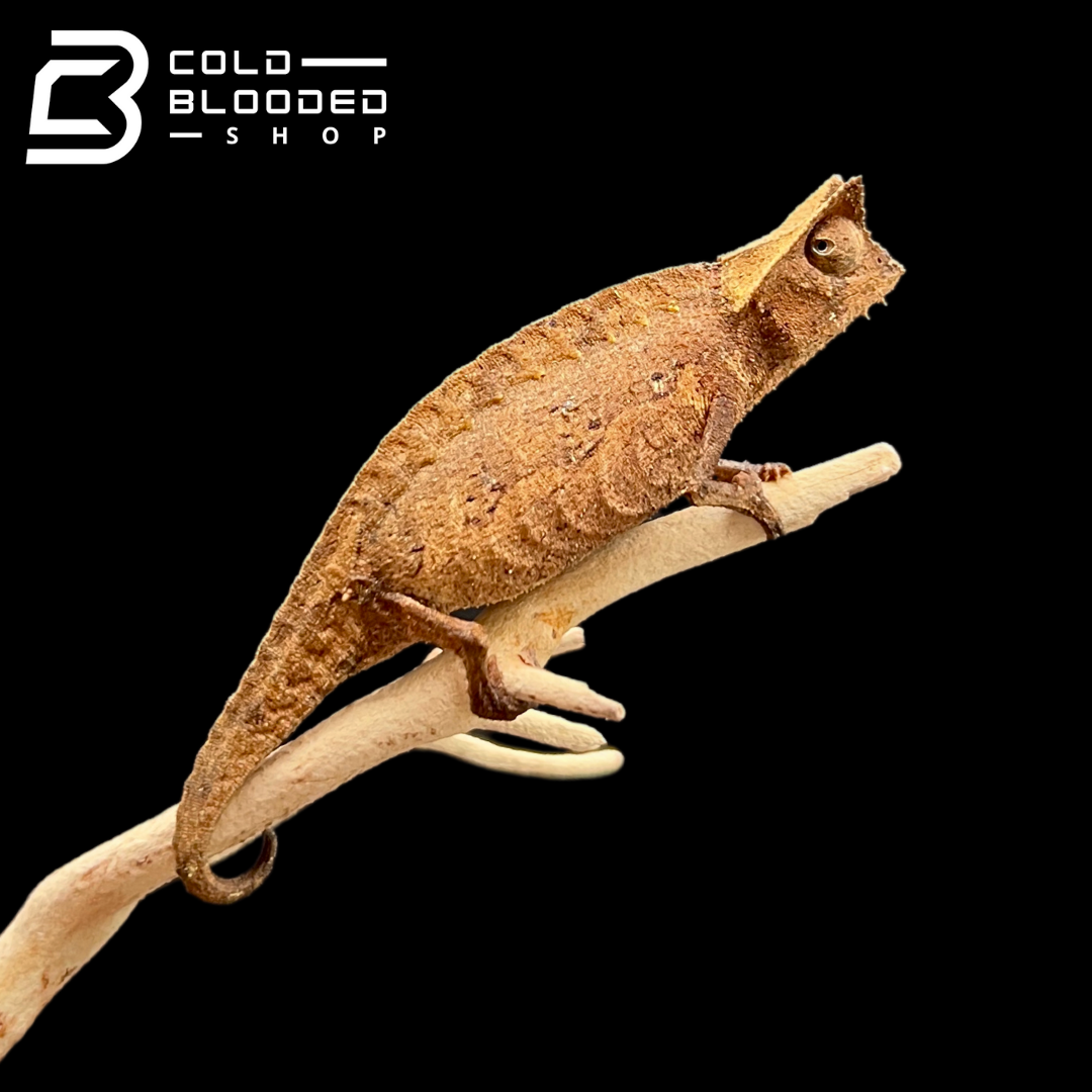 Camaleón de hoja marrón