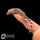 Young Tokay Geckos - Gekko gecko