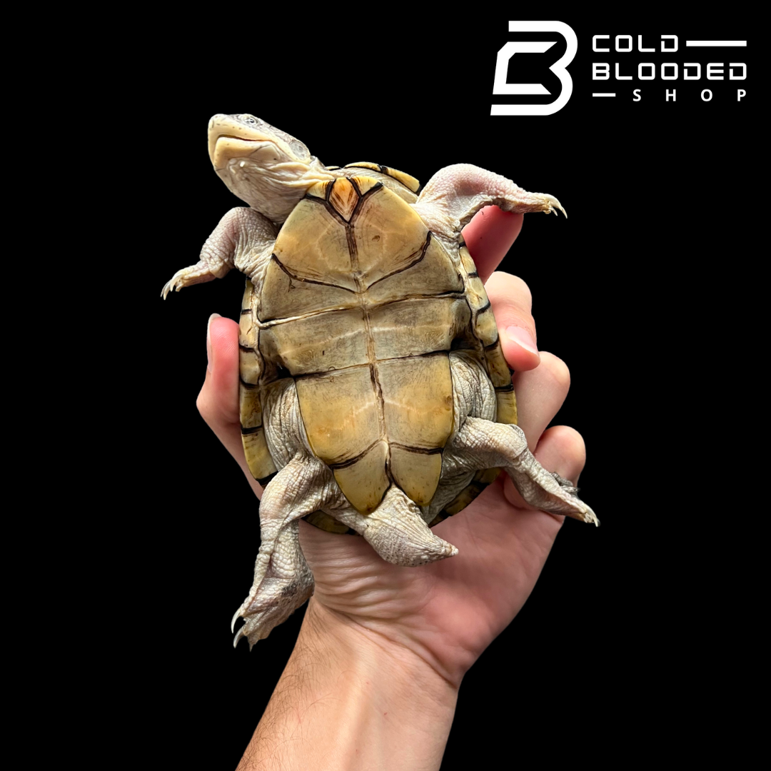 Adanson's Mud Turtles - Pelusios adansonii