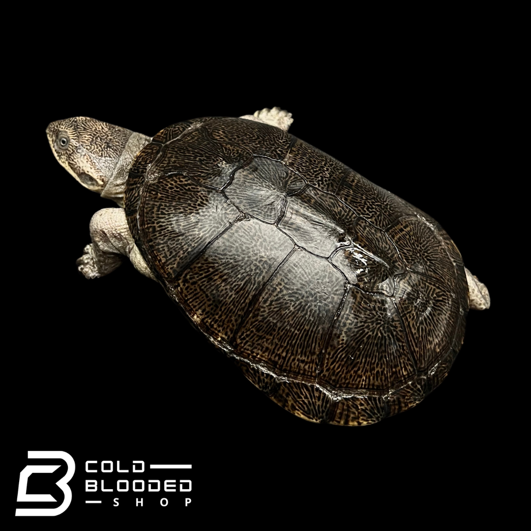 Adanson's Mud Turtles - Pelusios adansonii