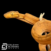 Orange Amazon Tree Boa - Corallus hortulanus - Cold Blooded Shop