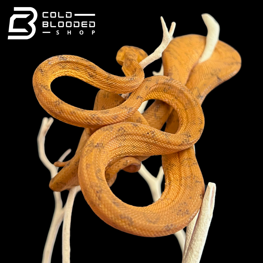 Orange Amazon Tree Boa - Corallus hortulanus - Cold Blooded Shop