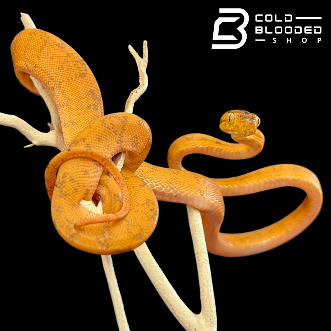 Orange Amazon Tree Boa - Corallus hortulanus - Cold Blooded Shop