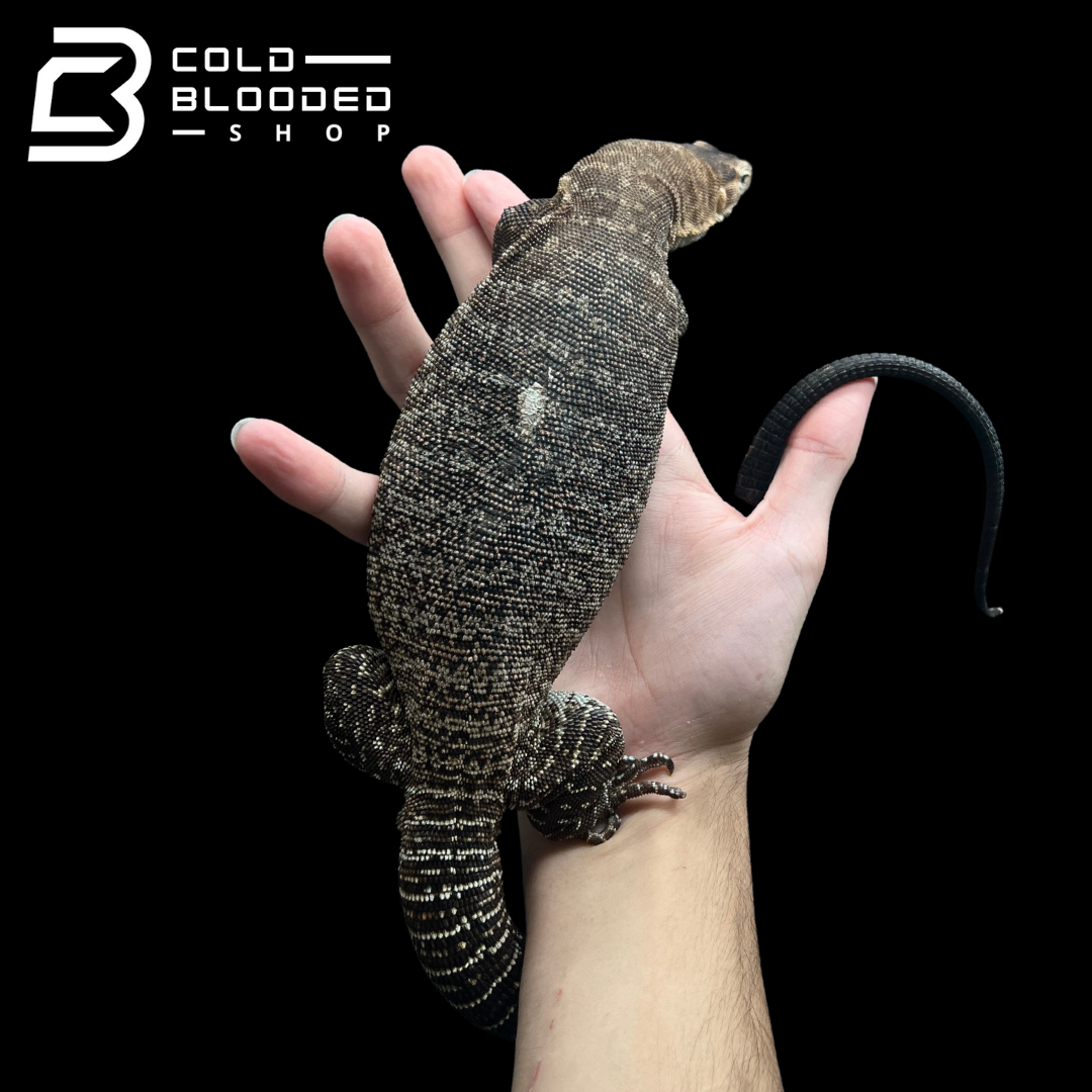 Adult Male Black-headed Monitor - Varanus tristis - Cold Blooded Shop