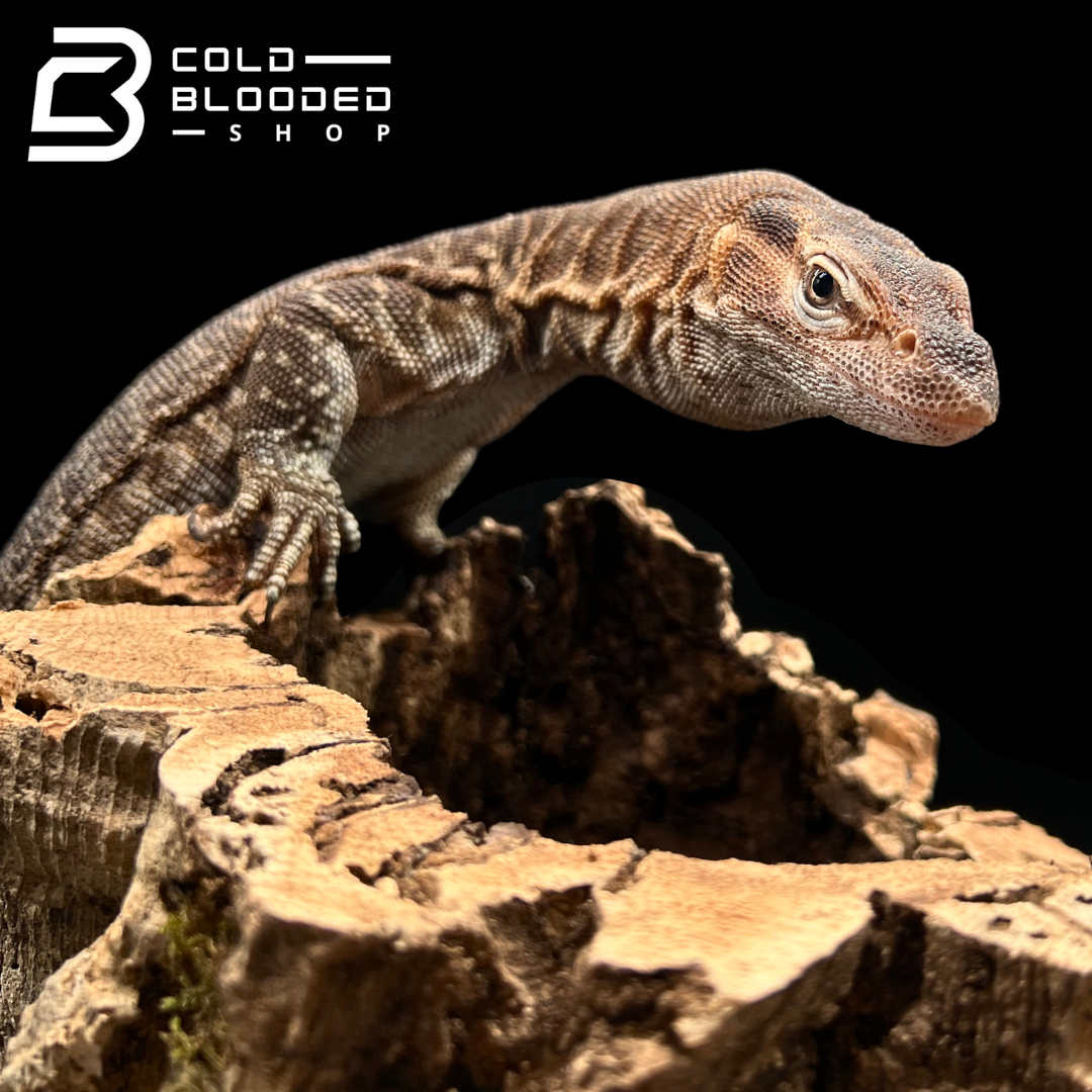 Adult Male Black-headed Monitor - Varanus tristis - Cold Blooded Shop