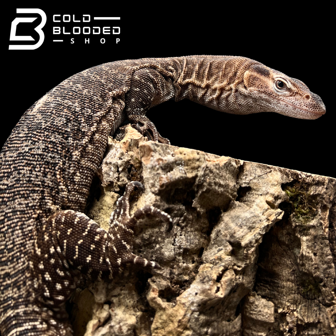Adult Male Black-headed Monitor - Varanus tristis - Cold Blooded Shop