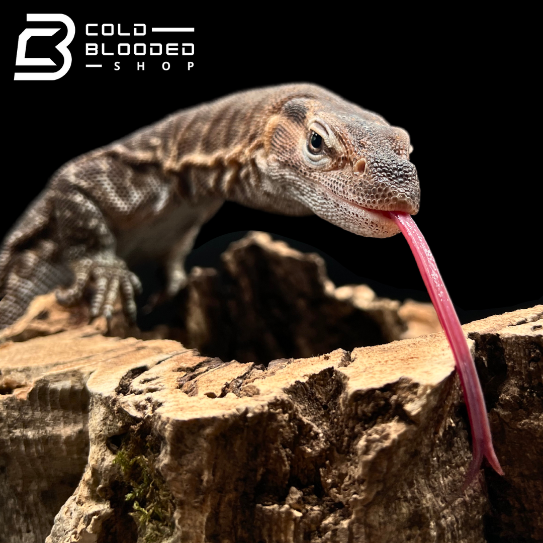 Adult Male Black-headed Monitor - Varanus tristis - Cold Blooded Shop