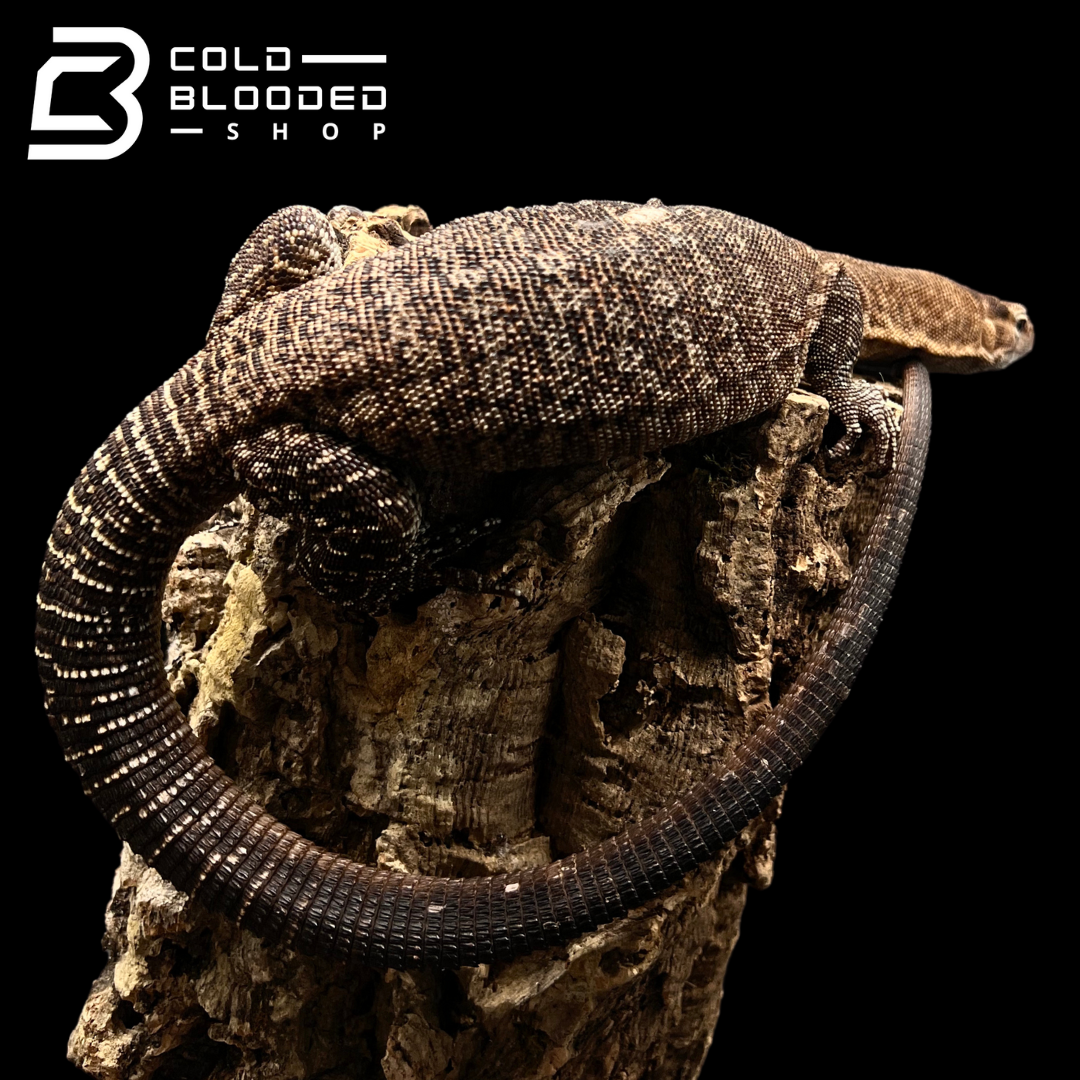 Adult Male Black-headed Monitor - Varanus tristis - Cold Blooded Shop