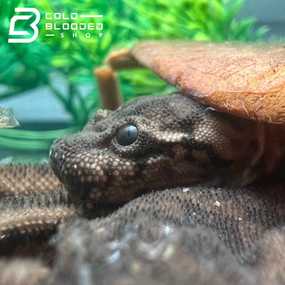 Elephant Trunk Snakes - Acrochordus javanicus