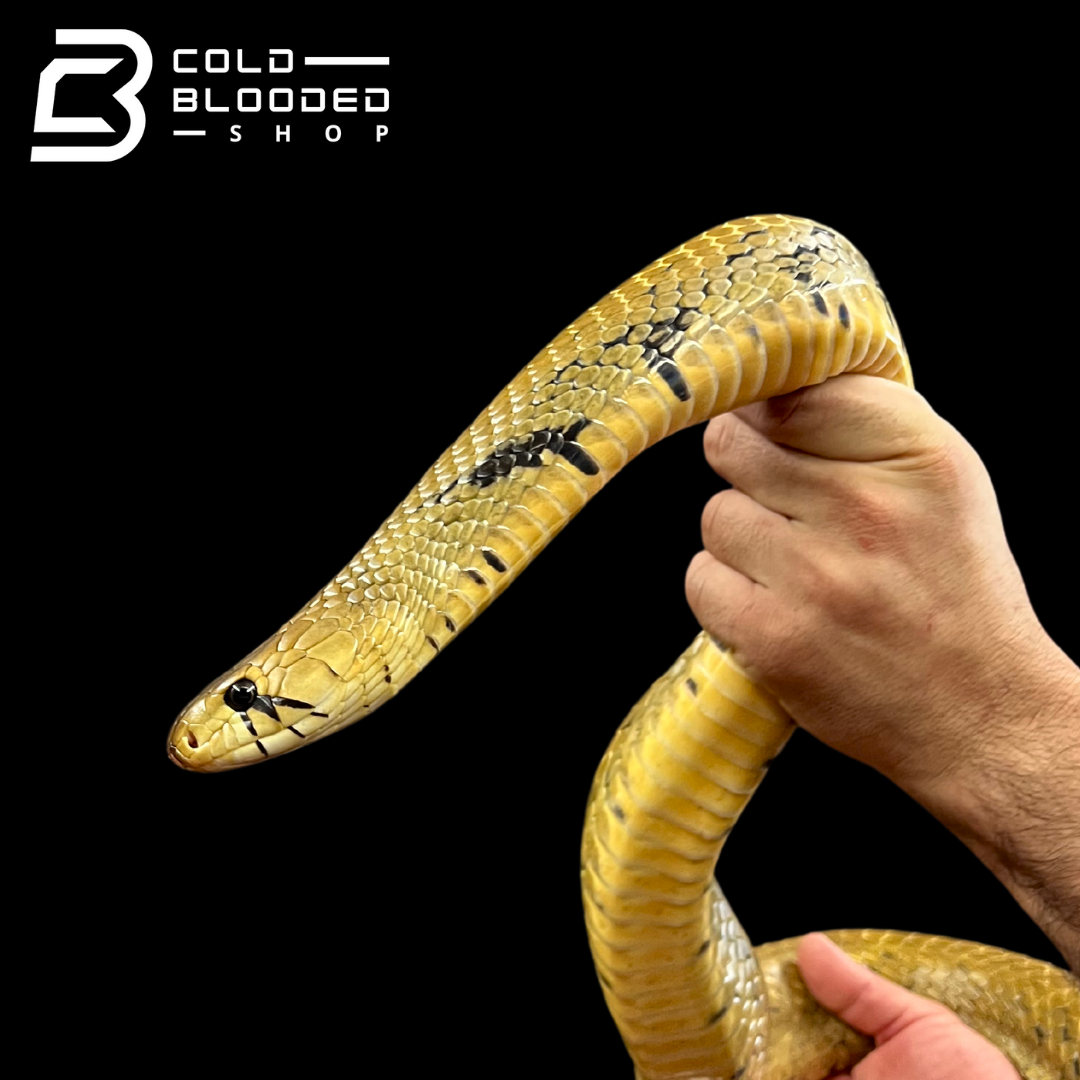 Unicolor Cribos - Drymarchon melanurus unicolor