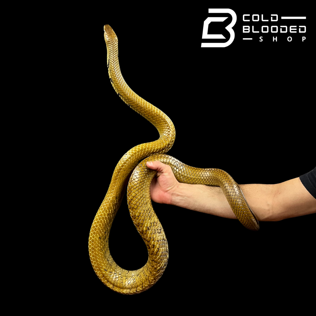 Unicolor Cribos - Drymarchon melanurus unicolor