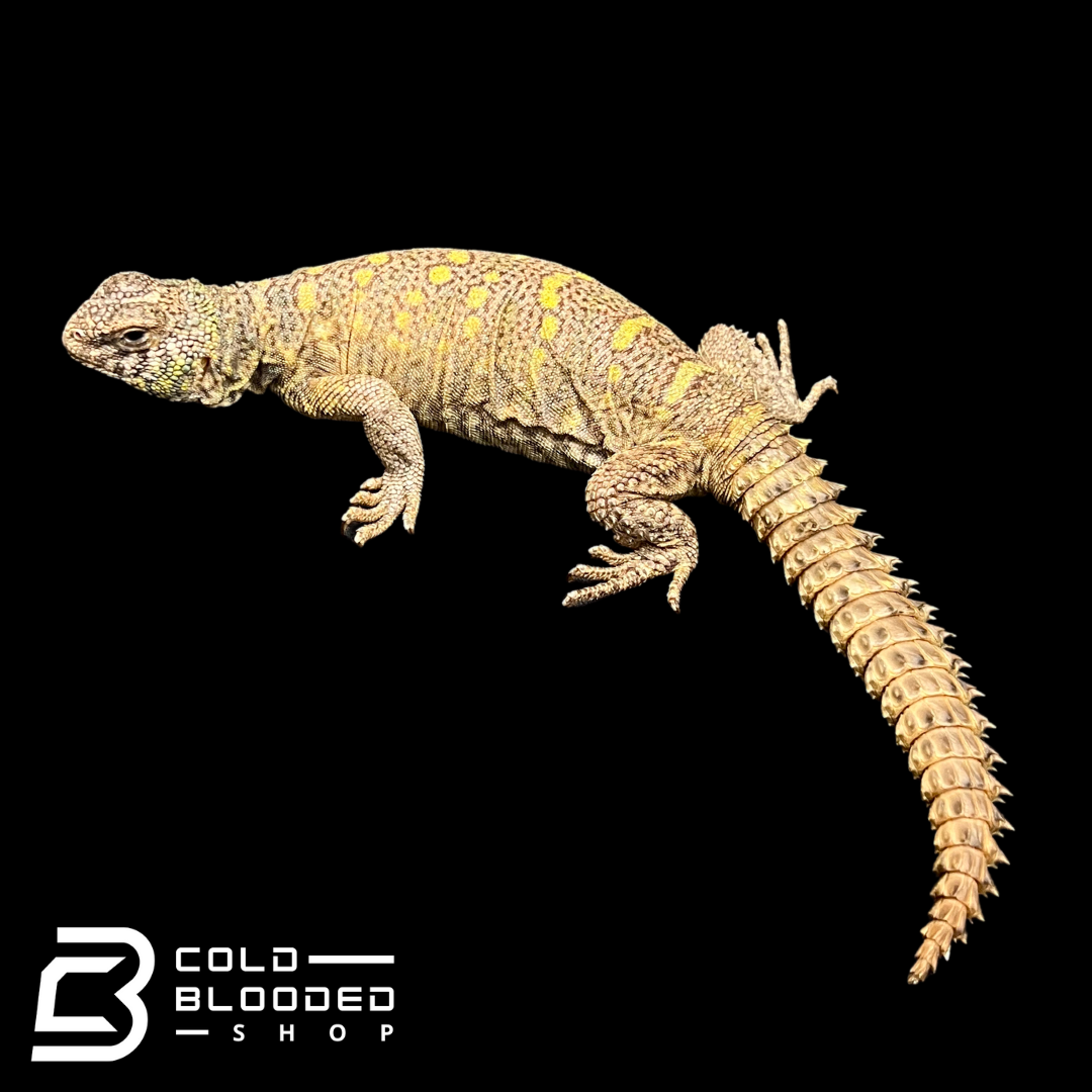Adult Female Ornate Uromastyx - Uromastyx ornata #1
