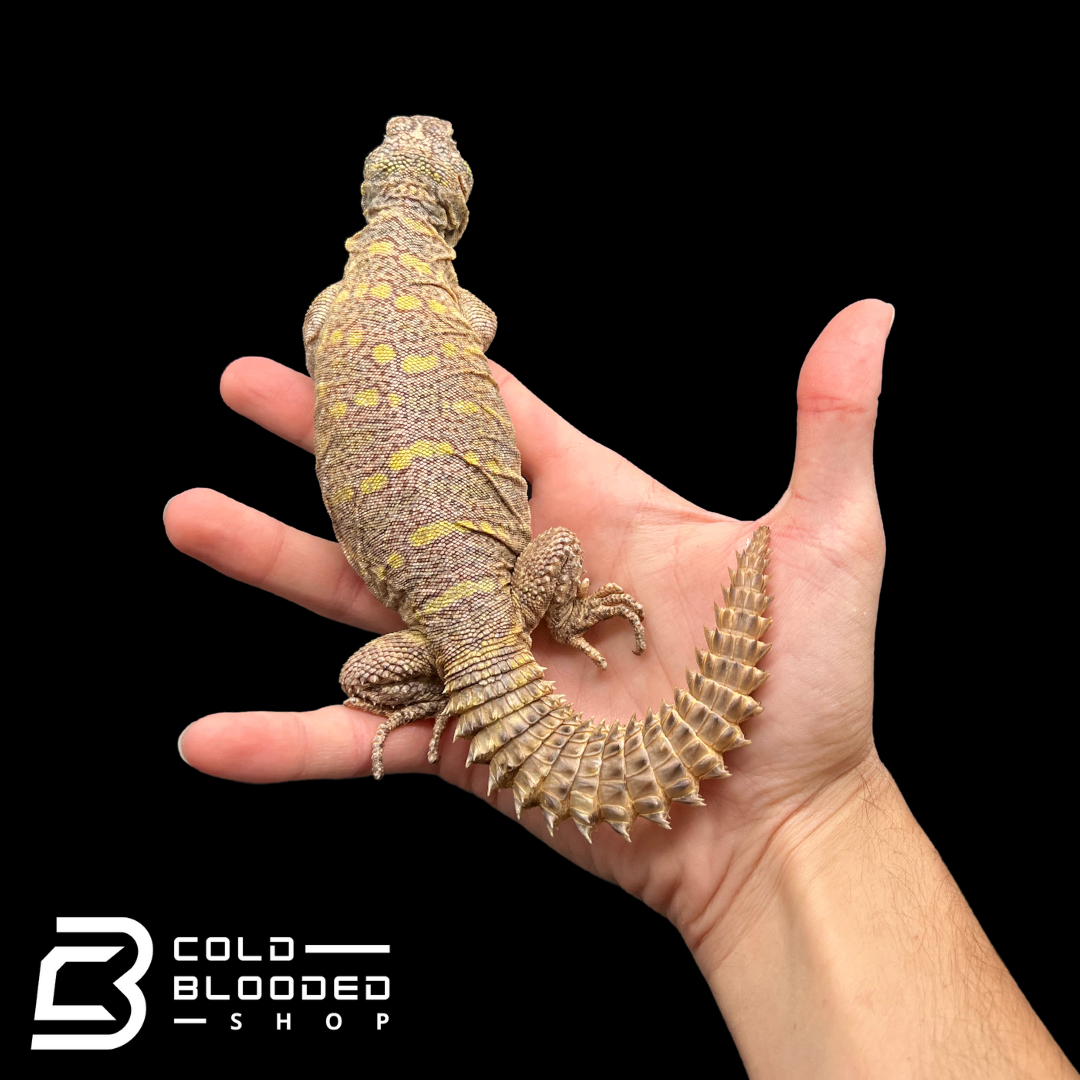 Adult Female Ornate Uromastyx - Uromastyx ornata #1