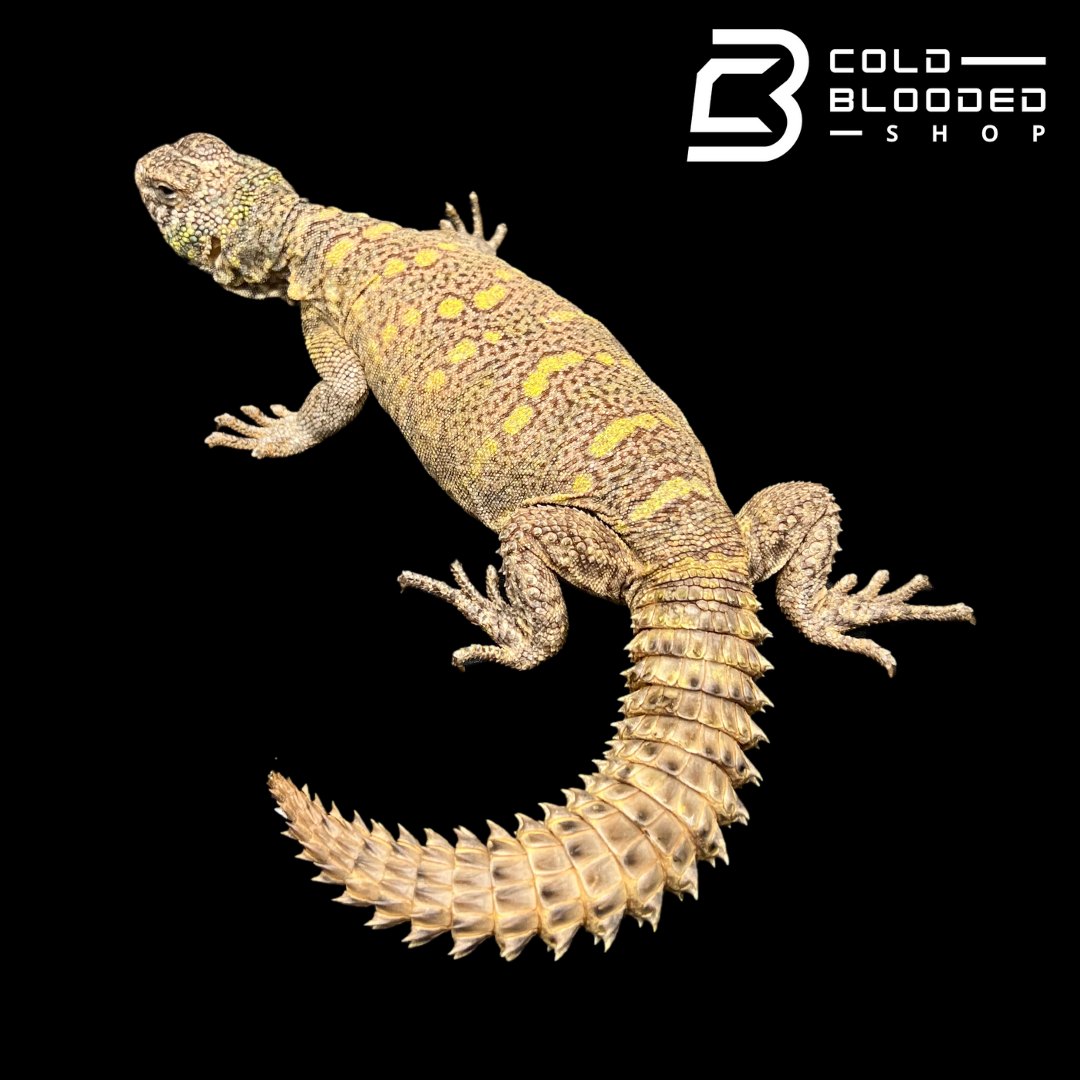 Adult Female Ornate Uromastyx - Uromastyx ornata #1