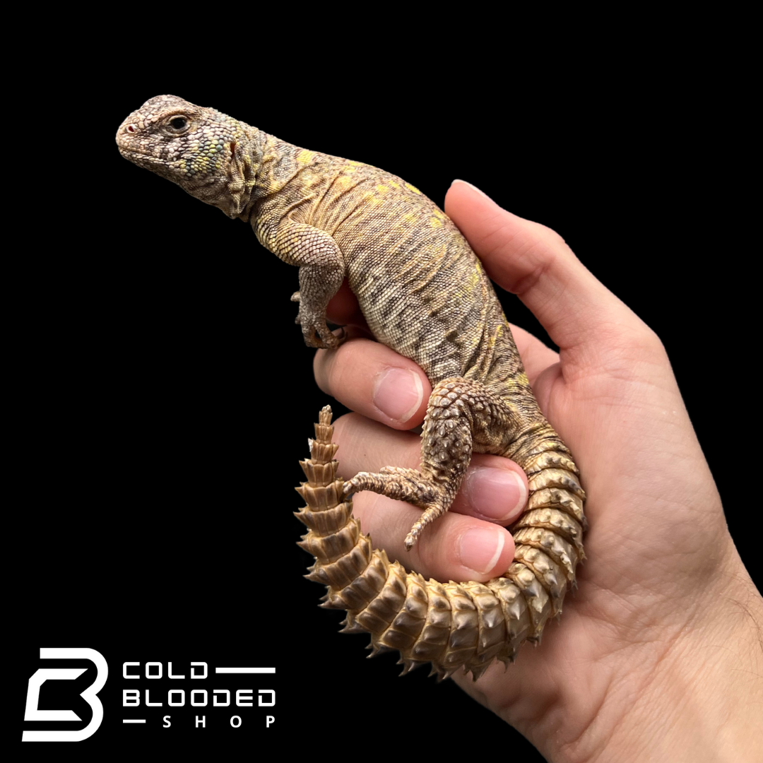 Adult Female Ornate Uromastyx - Uromastyx ornata #1