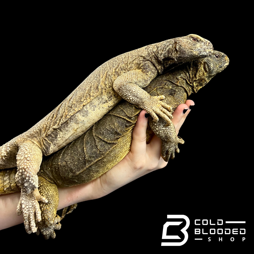 Adult Egyptian Uromastyx - Uromastyx aegyptia