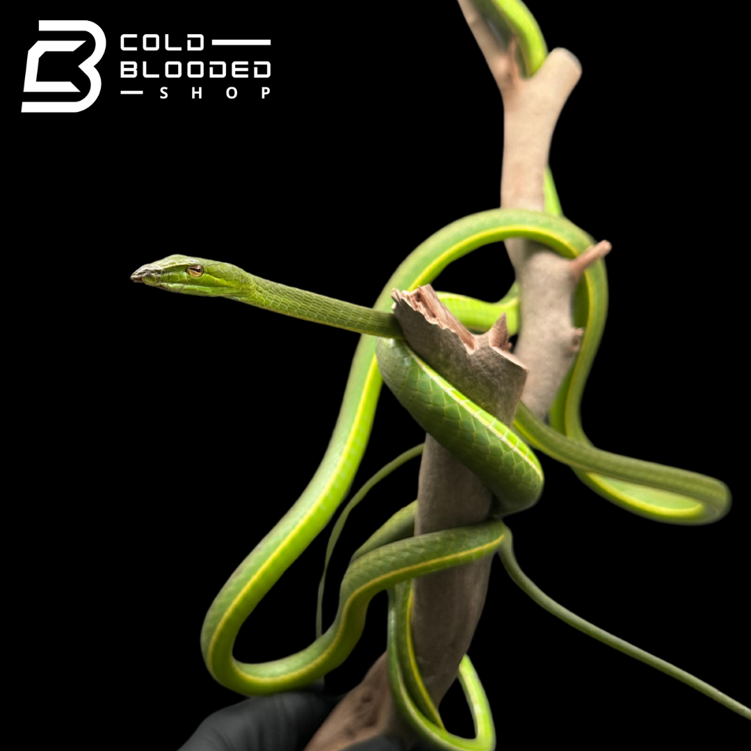 Asian Vine Snakes - Ahaetulla nasuta