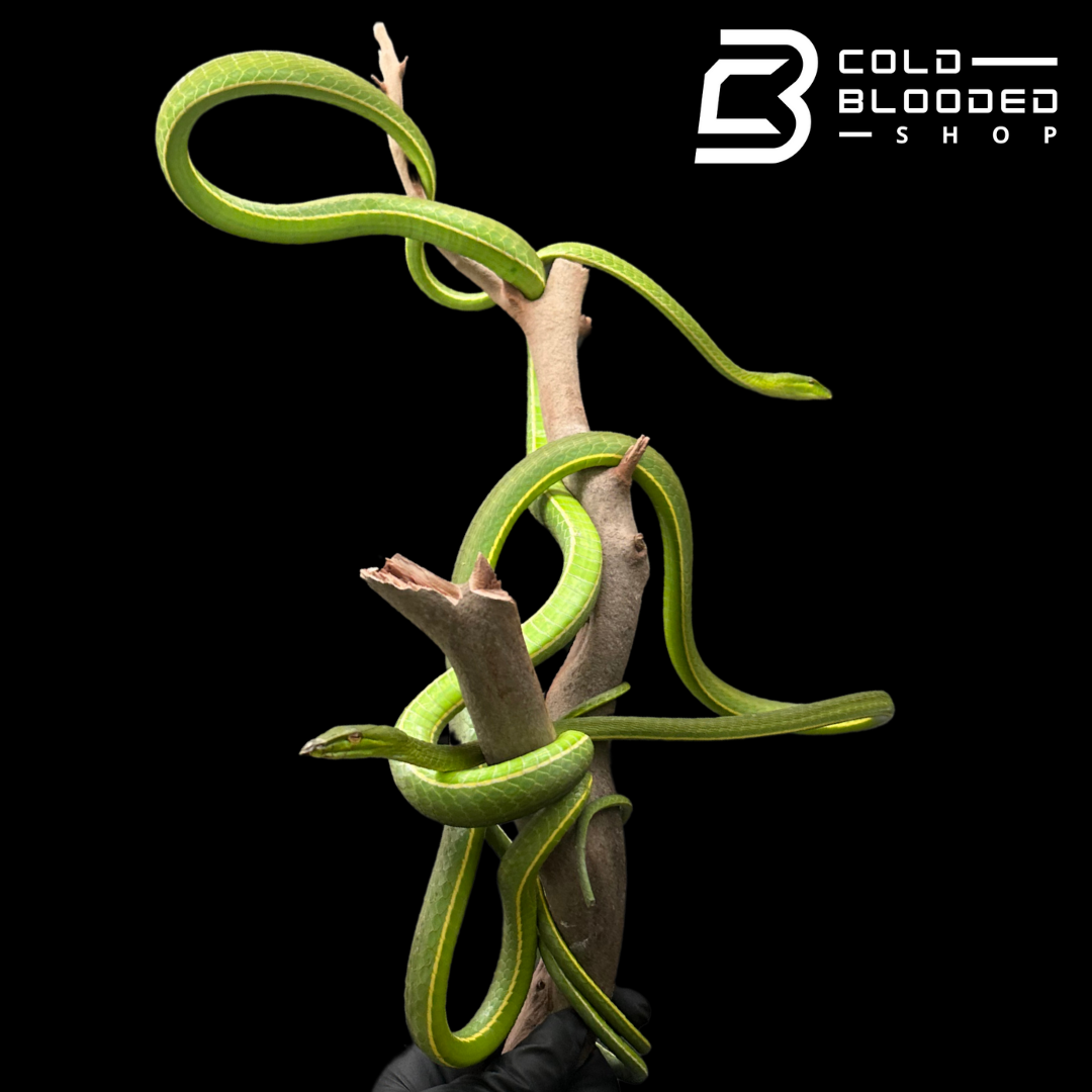 Asian Vine Snakes - Ahaetulla nasuta