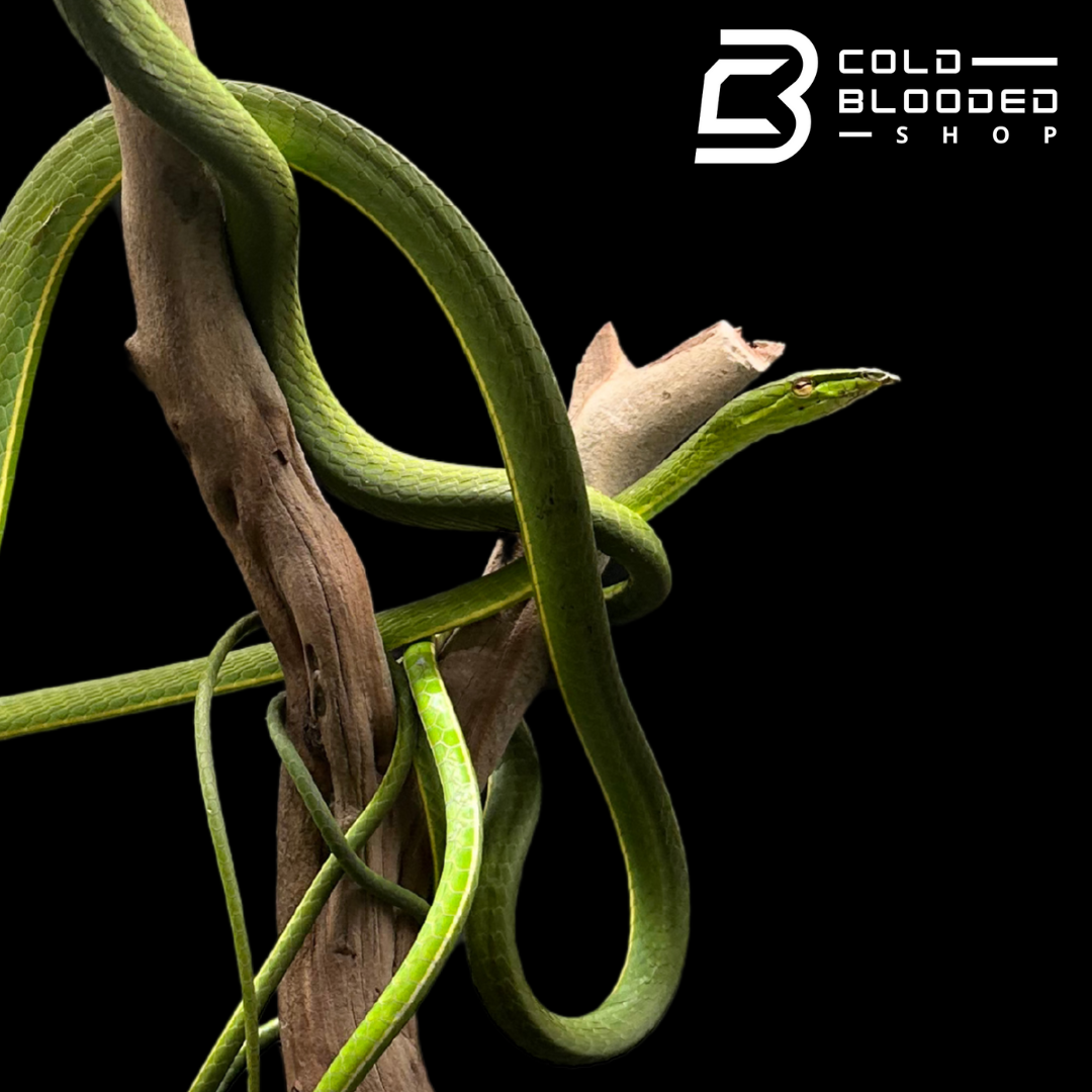 Asian Vine Snakes - Ahaetulla nasuta