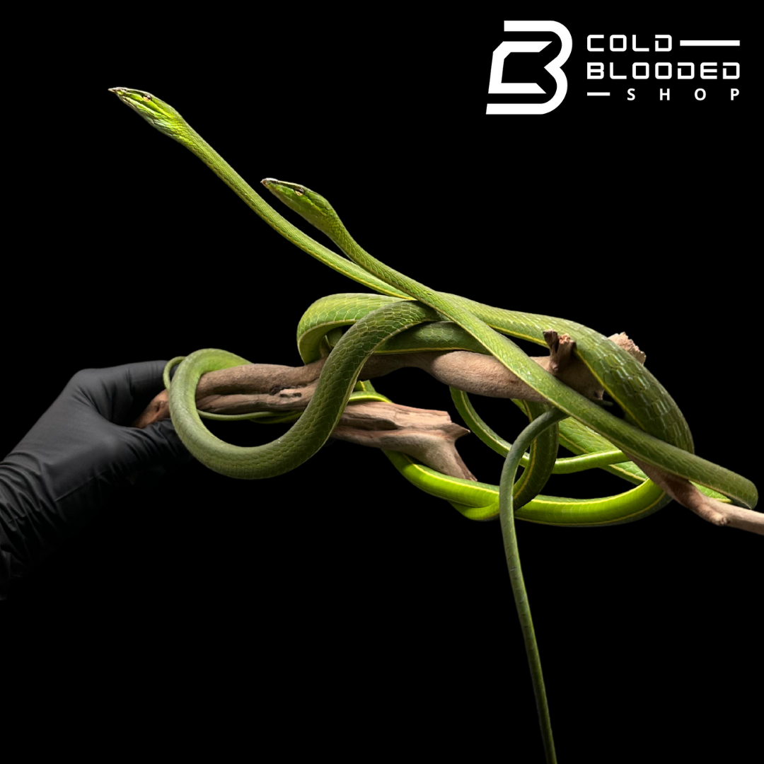 Asian Vine Snakes - Ahaetulla nasuta