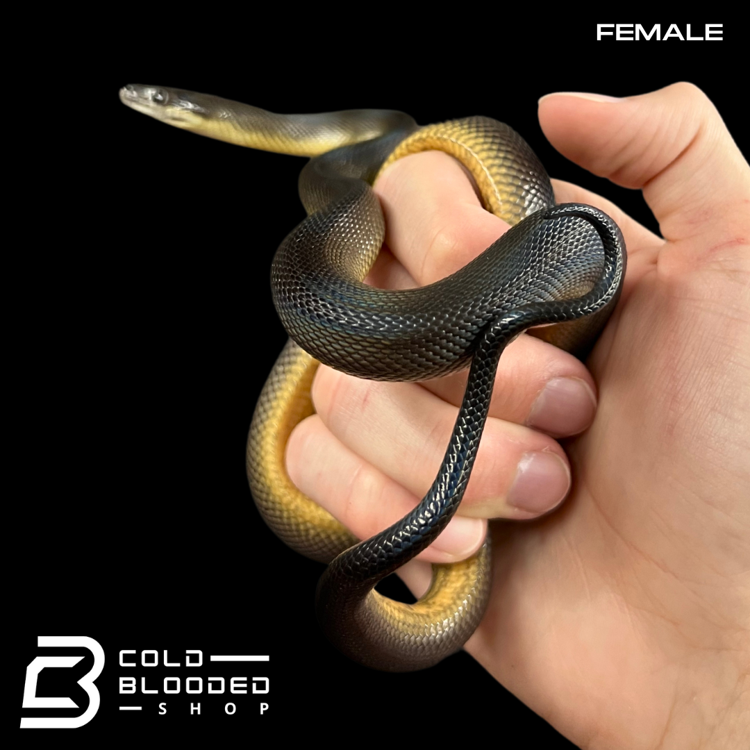 Pair of Juvenile Water Pythons - Liasis fuscus