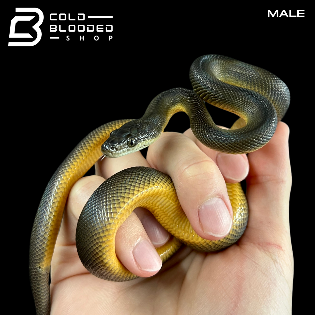 Pair of Juvenile Water Pythons - Liasis fuscus