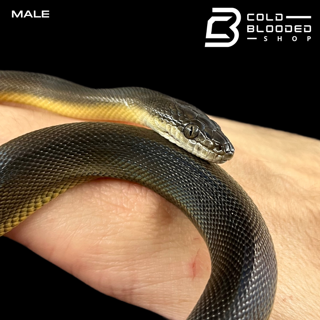 Pair of Juvenile Water Pythons - Liasis fuscus