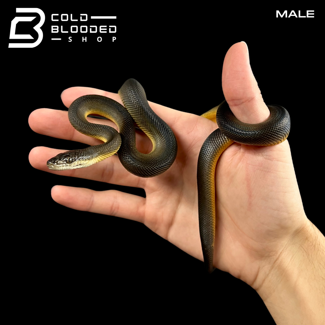 Pair of Juvenile Water Pythons - Liasis fuscus