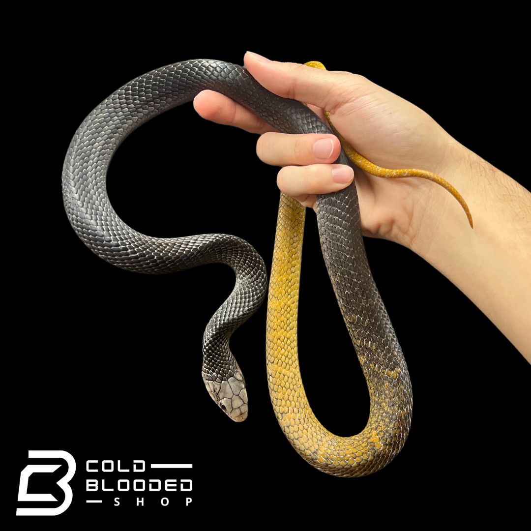 Yearling Yellow Tailed Cribo - Drymarchon corais - Cold Blooded Shop
