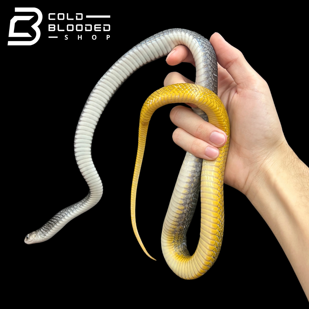 Yearling Yellow Tailed Cribo - Drymarchon corais - Cold Blooded Shop