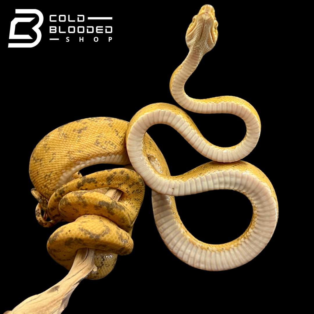 Yellow Amazon Tree Boa - Corallus hortulanus - Cold Blooded Shop