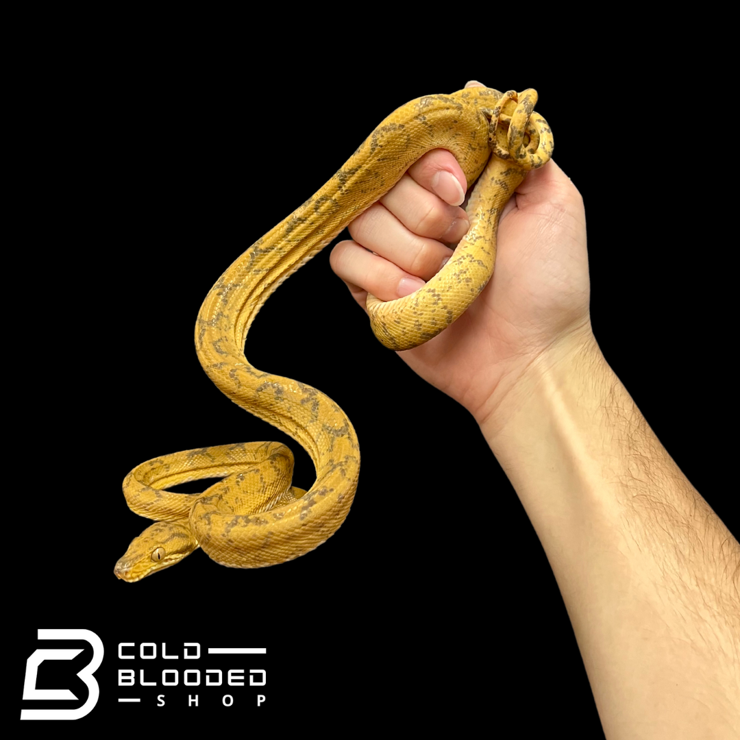 Yellow Amazon Tree Boa - Corallus hortulanus - Cold Blooded Shop
