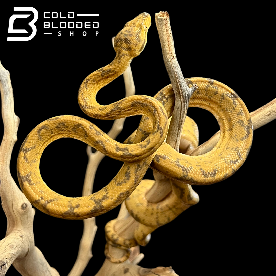 Yellow Amazon Tree Boa - Corallus hortulanus - Cold Blooded Shop