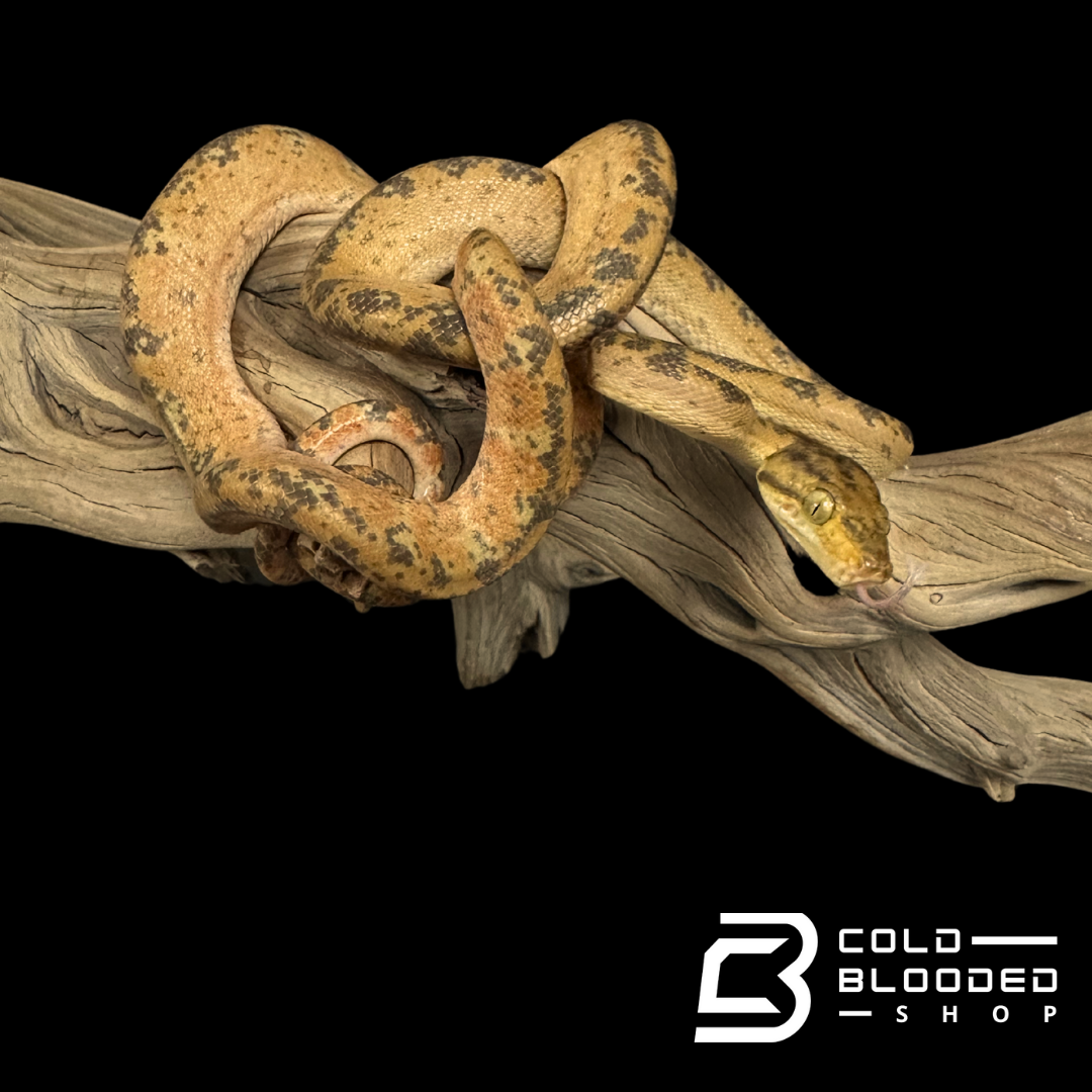 CBB Zoo Stock Yellow Amazon Tree Boa - Corallus hortulanus