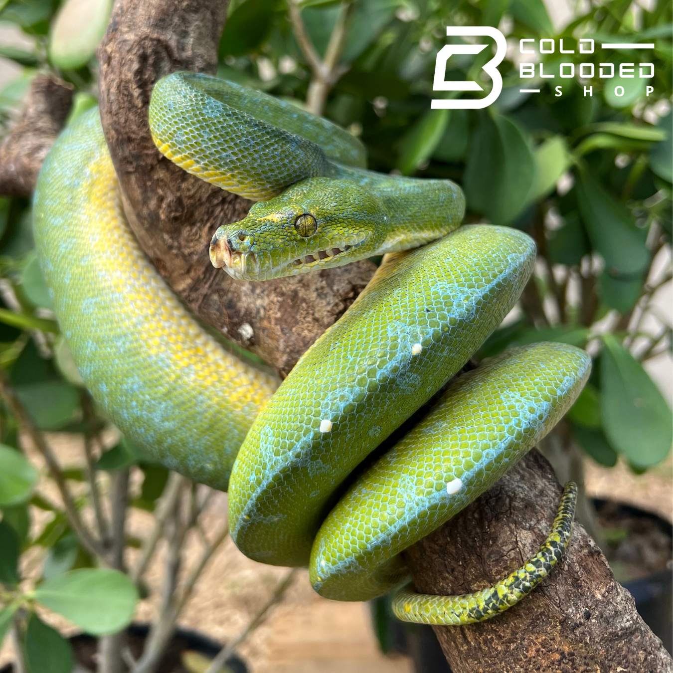 Green Tree Python - Cold Blooded Shop