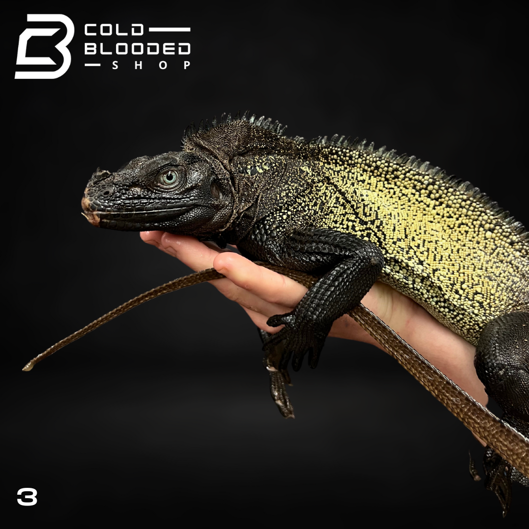 Adult Black Sailfin Dragon Lizard - Hydrosaurus celebensis - Cold Blooded Shop