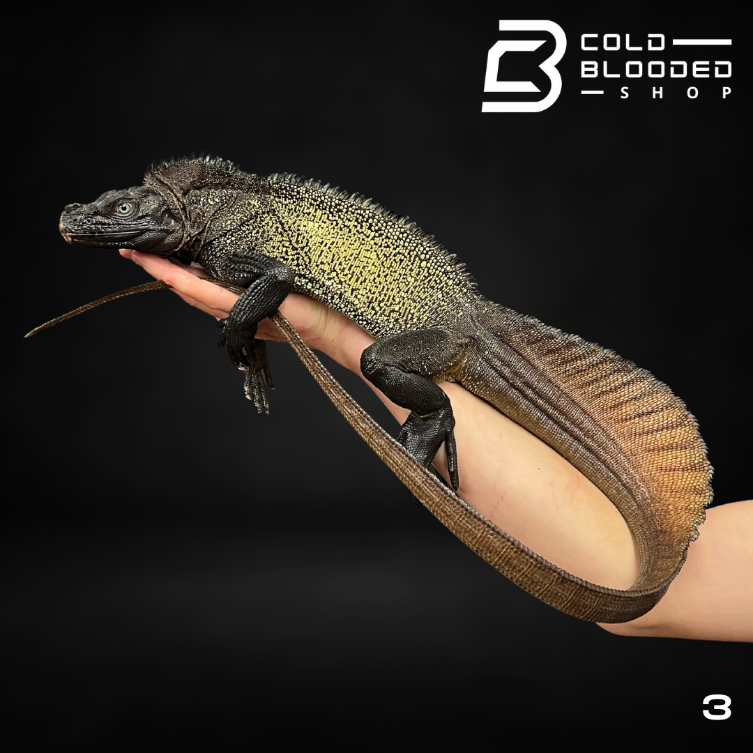 Adult Black Sailfin Dragon Lizard - Hydrosaurus celebensis - Cold Blooded Shop