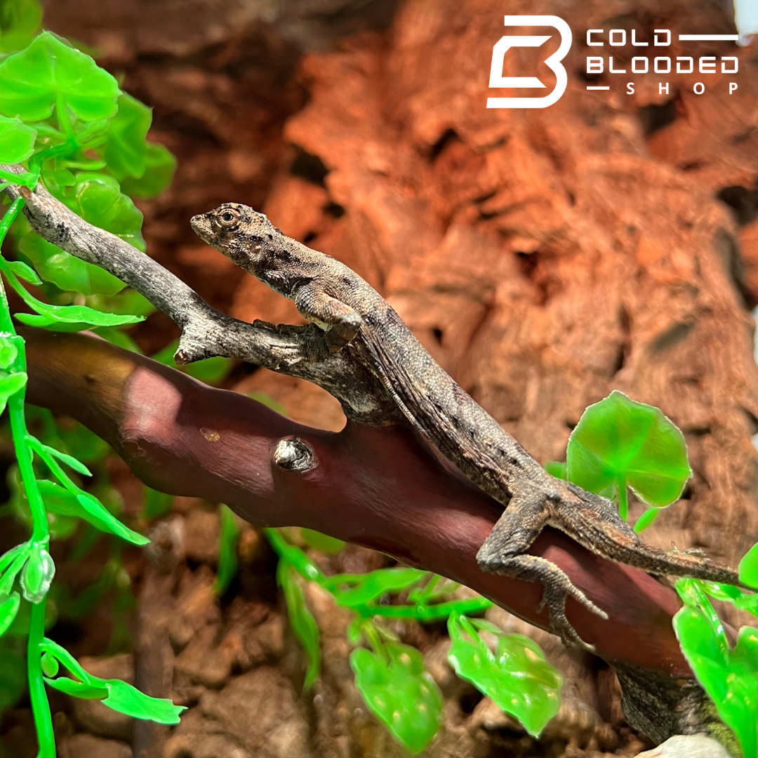 Common Flying Dragon - Draco volans - Cold Blooded Shop