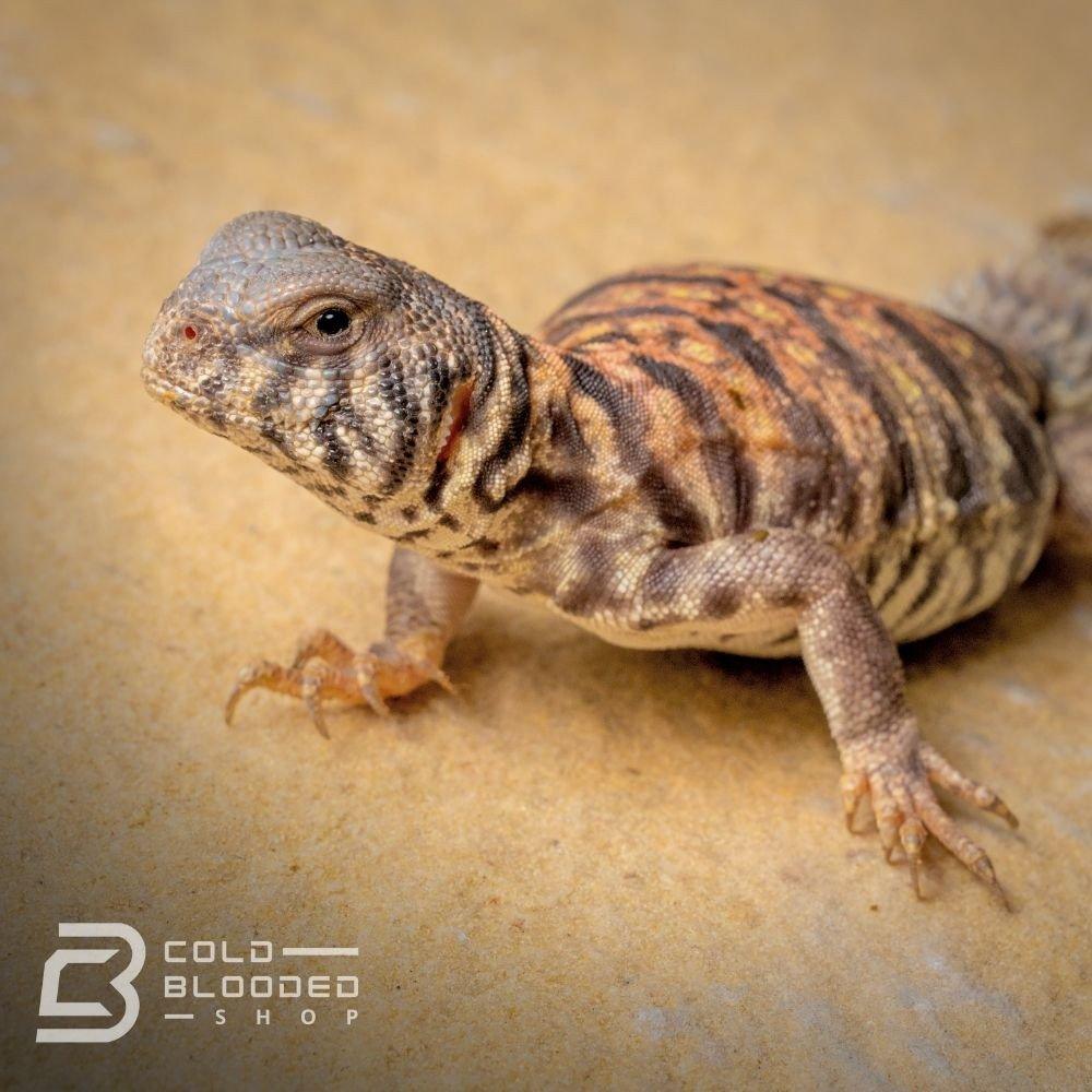 Baby Ornate Uromastyx for sale - Uromastyx ornata Cold Blooded Shop