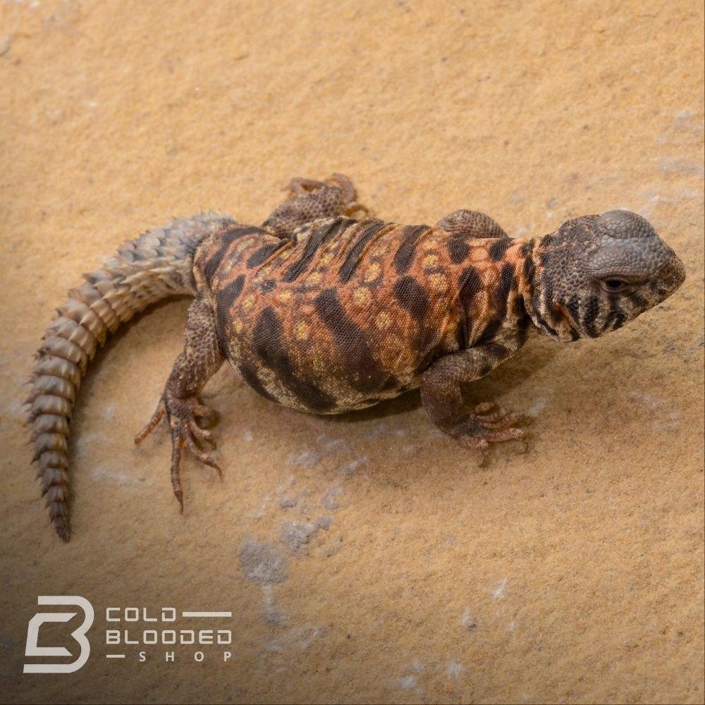 Baby Ornate Uromastyx for sale - Uromastyx ornata Cold Blooded Shop