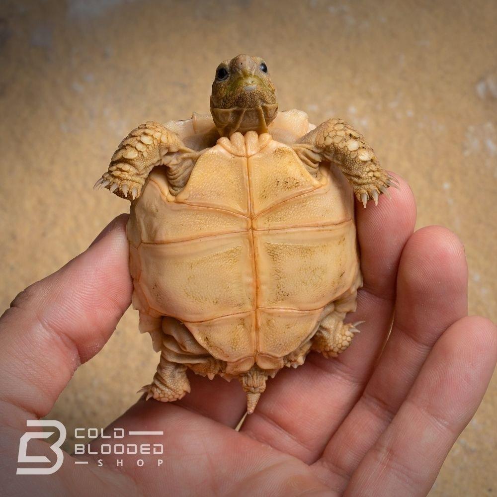Baby Sulcata Tortoise for sale - Cold Blooded Shop